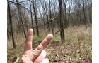 Property photo 15 - 137 Acres in 2 Tracts - 64 Tillable Acres, Potential Building Sites, Hunting